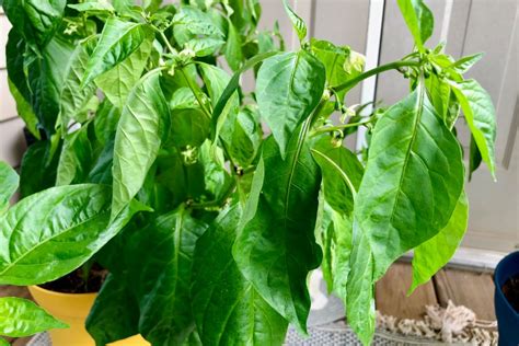 7 Signs You Are Overwatering Your Pepper Plants Pepper Geek