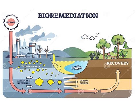 A Utilização De Processos De Biorremediação - Diagrama Do Contorno Da Biorremediação E Contaminação Do Solo Ou Da ...
