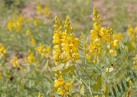 Organic Senna Leaves Cassia Angustifolia Cultivator Natural Products