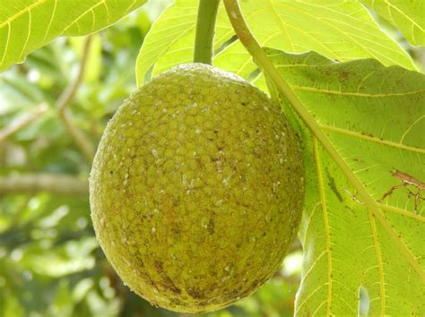 About Breadfruit In Jamaica Experience Jamaique