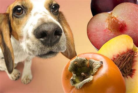 10 Fruits And Vegetables That Are Toxic To Dogs Ilovedogsandpuppies