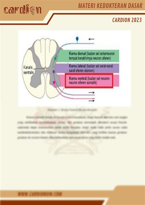 SOLUTION: Materi 6 sistem saraf tepi - Studypool