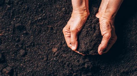 Come il biochar attenua l aridità dei suoli agricoli