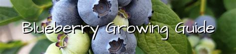 Blueberry Growing Guide Herbeins Garden Center Pa Lehigh Valley