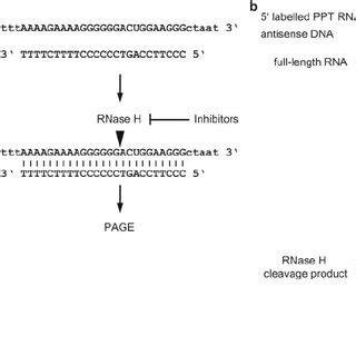 Pdf Rnase H Specificity Mechanisms Of Action And Antiviral Target