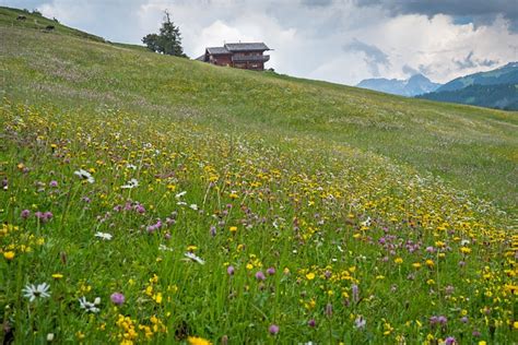 Alpine Flowers Sea Of - Free photo on Pixabay - Pixabay