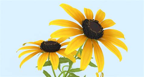 3d black eyed susan bouquet