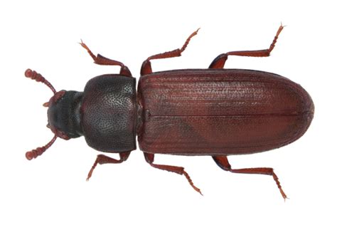 Flour Beetle Life Cycle