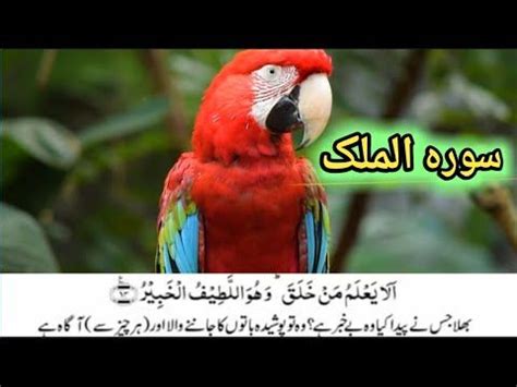 Surah Al Mulk Sura Al Mulk Urdu Tarjuma Ke Sath Surah Al Mulk Full