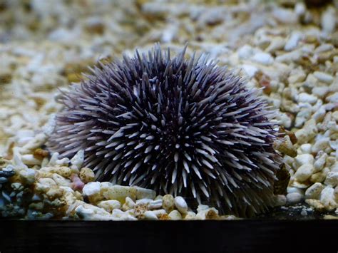 Free photo: Sea Urchins, Purple Sea Urchin - Free Image on Pixabay - 452921