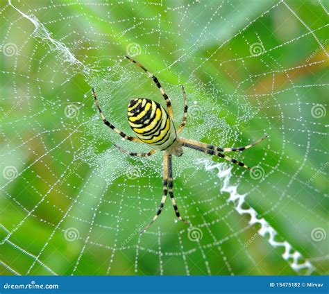 Spider in her spiderweb stock photo. Image of black, close - 15475182