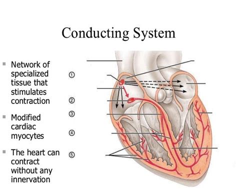 Conduction System Diagram Diagram | Quizlet