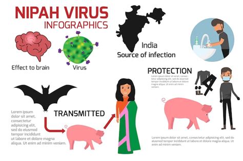 Infograf A Del Virus Nipah Vector Premium