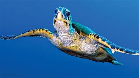 Sea turtle | Description, Species, Habitat, & Facts | Britannica