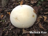 Calvatia Gigantea MushroomExpert