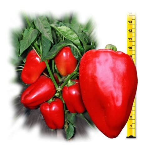 Сладкий перец ВИКТОРИЯ
