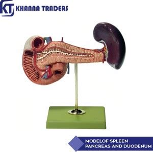 KHANNA TRADERS SPLEEN PANCREAS AND DUODENUM HUMAN ANATOMICAL MODEL