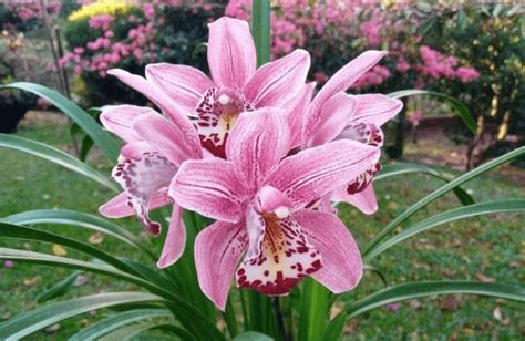 Cymbidium Como Cuidar E Ter Lindas Flores Sem Falhar