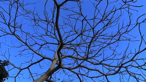 Katya Sambuca Blowjob Porn Videos Xhamster