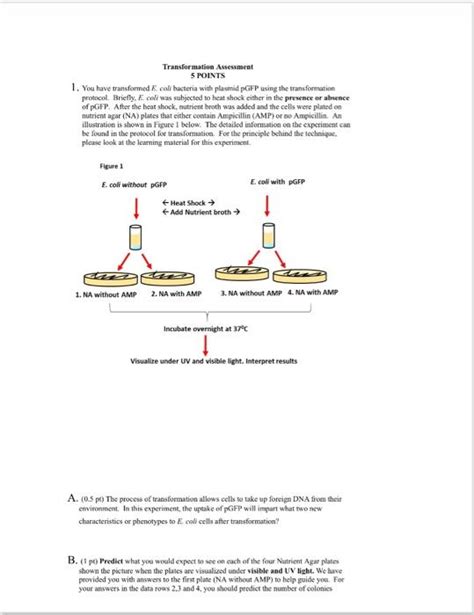 Solved 1. You have transformed E. coli bacteria with plasmid | Chegg.com