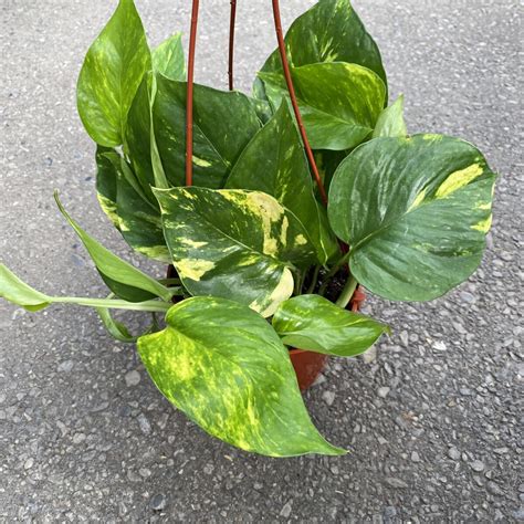 Golden Pothos Epipremnum Aureum › Anything Grows