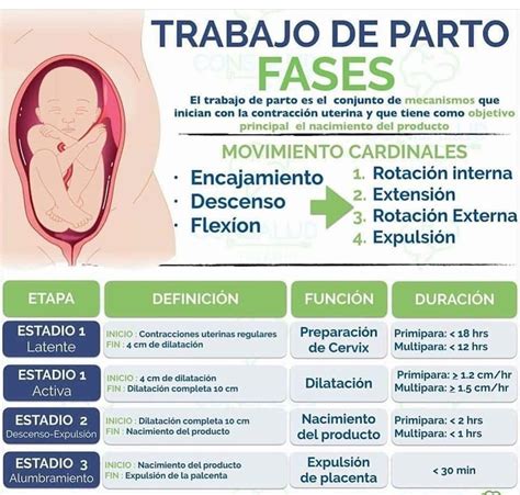 Crucigrama Trabajo De Parto Y Mecanismos De Trabajo De Parto Equipo