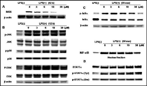 Western Blot Analysis Of Inos Expression With And Without The Download Scientific Diagram