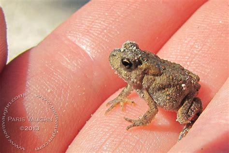 Found The Tiniest Baby American Toad Yesterday Herpetology