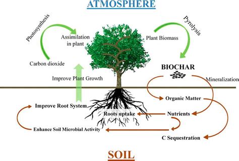 Biochar Application In Soil Management Systems Intechopen