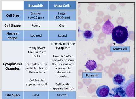 Mast Cell Histology