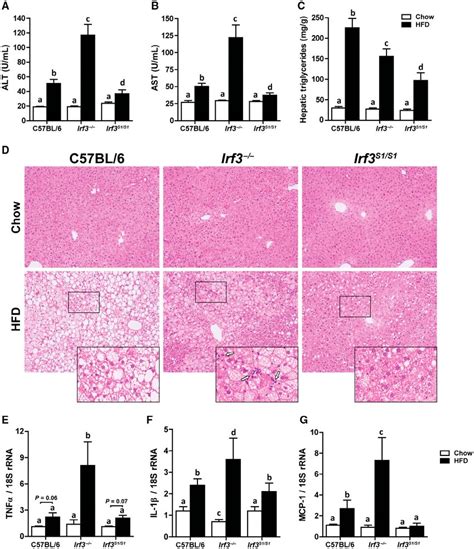 Irf3 S1s1 Mice Reduced Hfd Induced Liver Injury Steatosis And