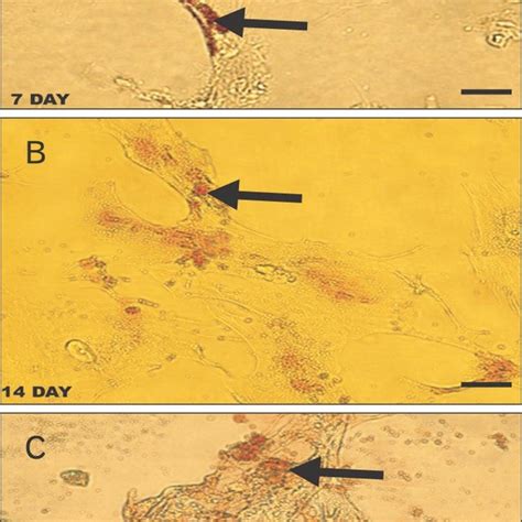 Mesenchymal Stem Cells Msc Showing Differentiative Potential At Download Scientific Diagram