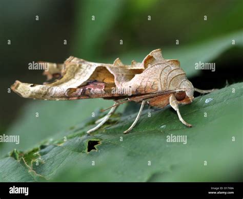 Angle Shades Moth Phlogophora Meticulosa In Profile Macro Stock Photo