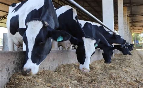 Fazenda De Leite Mostra Como Gest O De Dados E Benchmarking