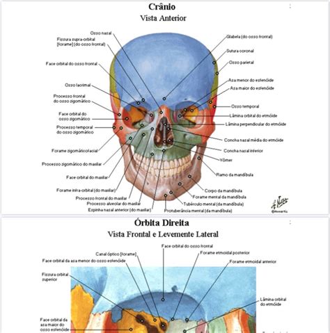 Livro Atlas Anatomia Humana Artigo Sobre O Pulm O Humano Quais S O As