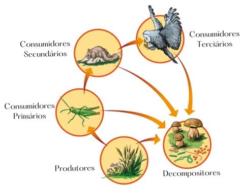 Decompositor Na Cadeia Alimentar