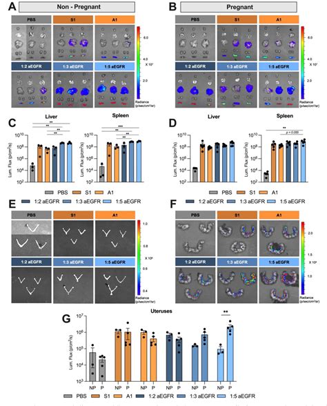 Figure 4 From Egfr Targeted Ionizable Lipid Nanoparticles Enhance In