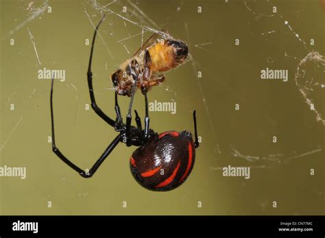 Black Widow Spider Size Comparison