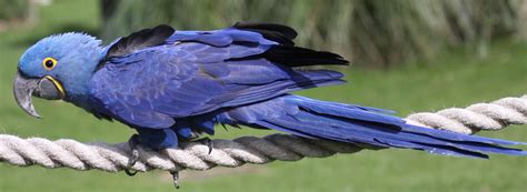 Purple Hyacinth Macaw