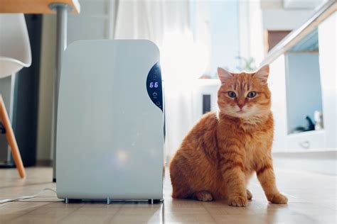 Best Air Purifier For Litter Dust At Iris Chavez Blog