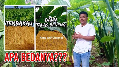 Perbedaan Daun Talas Beneng Dengan Tembakau Youtube