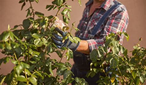 The Best Times To Plant Rose Bushes A Detailed Guide Crate And Basket