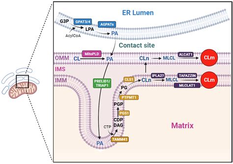 Cells Free Full Text The Role Of Cardiolipin In Mitochondrial