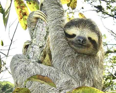 Critically Endangered Pygmy Three-Toed Sloth Proposed For Endangered ...