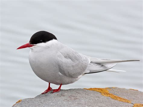 Arctic Tern New York Breeding Bird Atlas