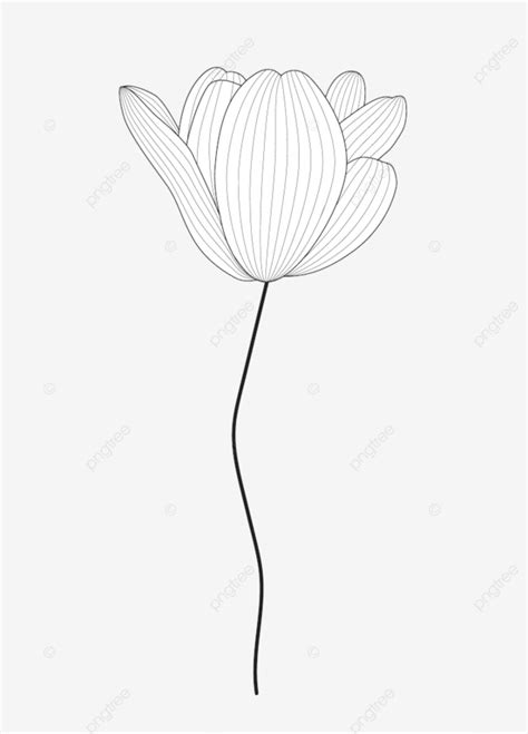 Drawn Black And White Tulip By Contour Line Flora Decor Isolated PNG