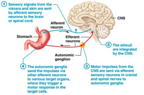 Lecture 18 Autonomic Nervous System Part 1 Flashcards Quizlet