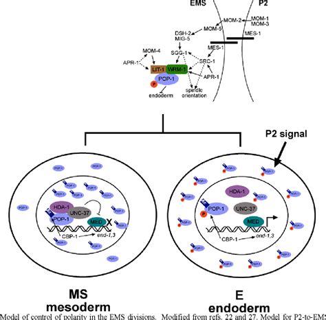 Figure 1 From Noncanonical Wnt Signaling Pathways In C Elegans