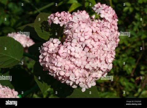 Hydrangea Arborescens Magical Pinkerbell Or Invincibelle Spirit Pink A