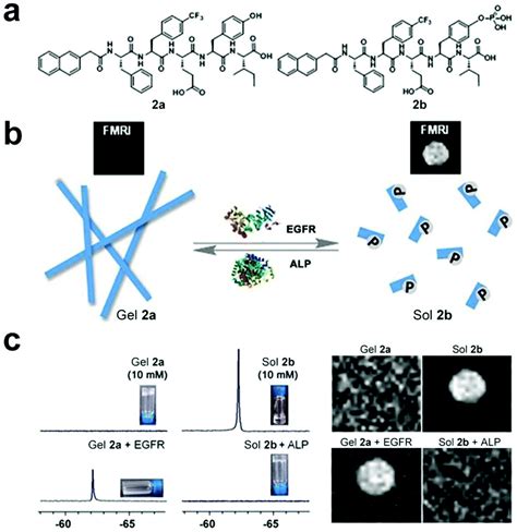 Peptide Based Supramolecular Hydrogels For Bioimaging Applications